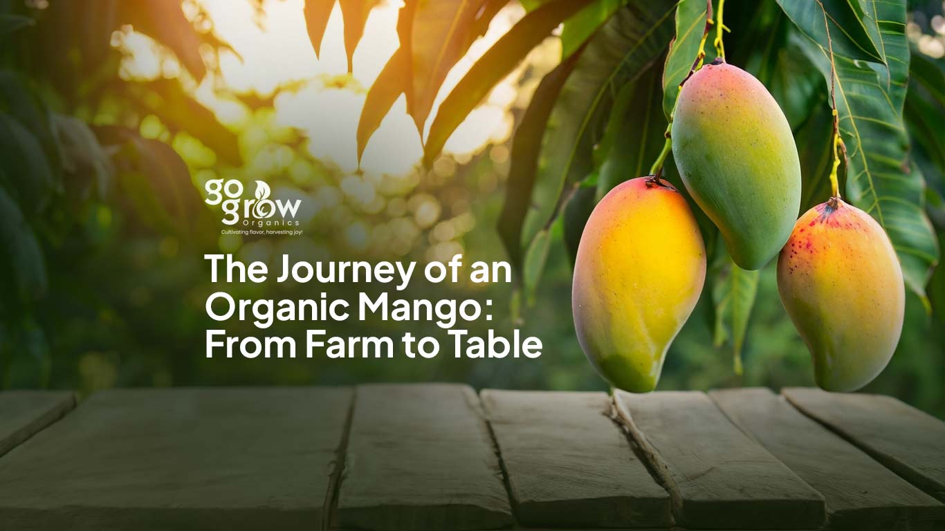 The Journey of an Organic Mango: From Farm to Table